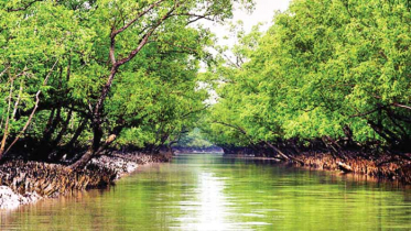 পর্যটন শিল্পে যুক্ত হল ‘সুন্দরবন হানি ট্যুরিজম’