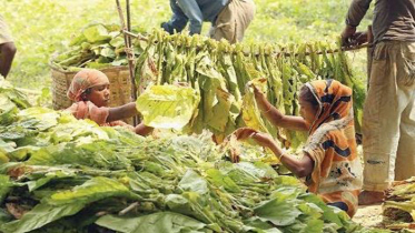 ক্যান্সার প্রতিরোধে তামাক নিয়ন্ত্রণের গুরুত্ব