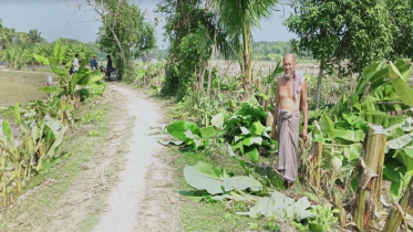 শত্রুতার জেরে পাঁচ শতাধিক গাছ কর্তন!