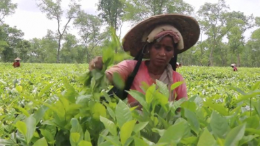 কাজে ফিরেছেন চা শ্রমিকরা, বাগানে উৎসবমুখর পরিবেশ