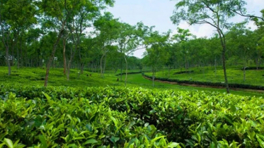 চা খাতের উন্নয়নে দীর্ঘমেয়াদি পরিকল্পনা, বাড়বে রপ্তানি চা খাতের উন্নয়নে দীর্ঘমেয়াদি পরিকল্পনা, বাড়বে রপ্তানি