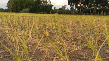 ঠাকুরগাঁওয়ে ভরা বর্ষা মৌসুমে চলছে খড়া, বিপাকে কৃষক