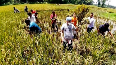 ঠাকুরগাঁওয়ে প্রতিবন্ধীর ধান কেটে দিল স্বেচ্ছাসেবক লীগ