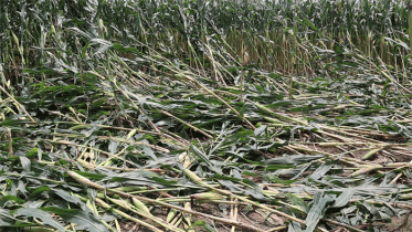 ঠাকুরগাঁওয়ে ৬০ একর জমির ভুট্টা ক্ষেত নষ্ট করেছে দূর্বৃত্তরা