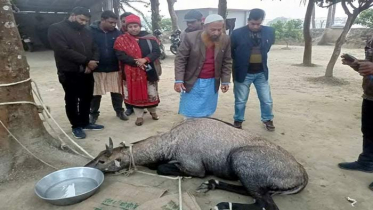 ঠাকুরগাঁওয়ে বিরল প্রজাতির নীলগাই উদ্ধার