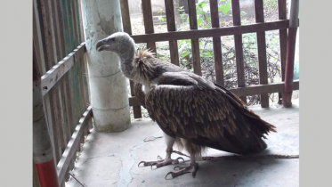 ঠাকুরগাঁয়ে বিলুপ্ত প্রায় শকুন উদ্ধার! 