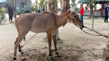 ঠাকুরগাঁওয়ের সীমান্তে বিলুপ্তপ্রায় নীলগাই উদ্ধার  