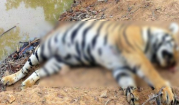 সুন্দরবন থেকে বাঘের মরদেহ উদ্ধার
