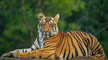 বিষদস্যু ও শিকারিদের আগ্রসনে হুমকির মুখে সুন্দরবনের বাঘ