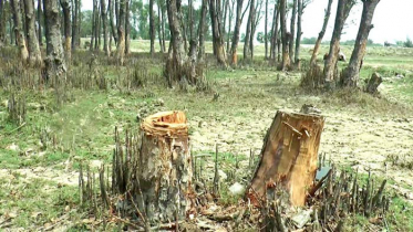 গাছ কাটার ওপর নিষেধাজ্ঞা অব্যাহত থাকছে: মন্ত্রিসভা