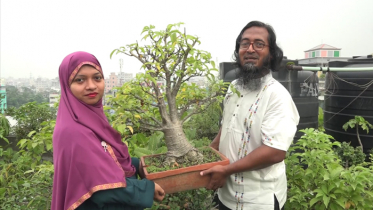 চিকিৎসক দম্পতির বাড়ির ছাদে বিলুপ্ত প্রজাতির বনসাই বাগান