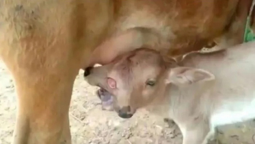 দুই মাথা, তিন চোখের বাছুর!