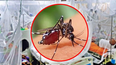 ২৪ ঘণ্টায় ডেঙ্গুতে মৃত্যু নেই, হাসপাতালে ভর্তি ৪২৯ জন