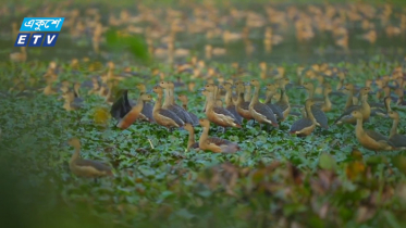 অতিথি পাখির কলকাকলিতে মুখর নোবিপ্রবি (ভিডিও)