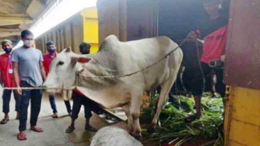 ঈদুল আজহা উপলক্ষে ‘ক্যাটল স্পেশাল ট্রেন’ সার্ভিস শুরু