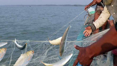 সমুদ্রে ইলিশ আহরণ: ১ লাখ ২০ হাজার টাকা জরিমানা