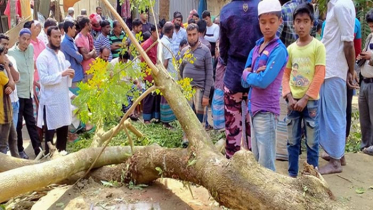 লক্ষ্মীপুরে গাছ পড়ে শিশুর মৃত্যু, আহত ৪