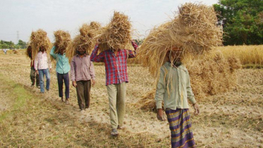 ৫ লাখ স্মার্ট কার্ড পাচ্ছেন যশোরের কৃষকরা