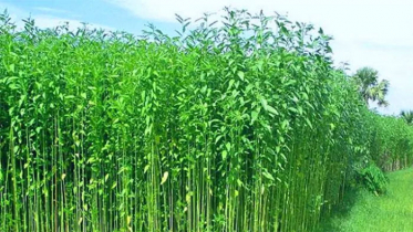 দক্ষিণ-পশ্চিমাঞ্চলে পাটের বাম্পার ফলনের সম্ভাবনা