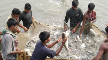 ২৮ আগস্ট থেকে জাতীয় মৎস্য সপ্তাহ শুরু