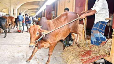 কোরবানির পশু পরিবহনে চলবে বিশেষ ট্রেন