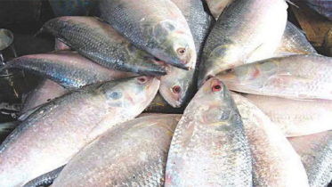 মা ইলিশ রক্ষায় মধ্যরাত থেকে শুরু হচ্ছে অভিযান