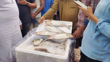 ভারতে গেল মাত্র ১ হাজার ২২৭ মেট্রিক টন ইলিশ