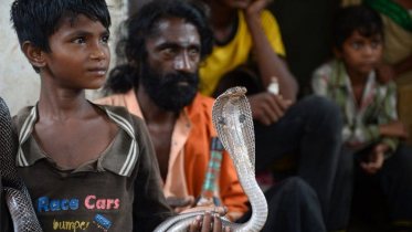 সাপের কামড়ে ‘দশ লাখের বেশি’ মানুষের মৃত্যু