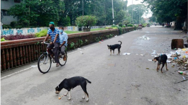 ঢাকা থেকে সরিয়ে নেয়া হবে হাজার হাজার কুকুর