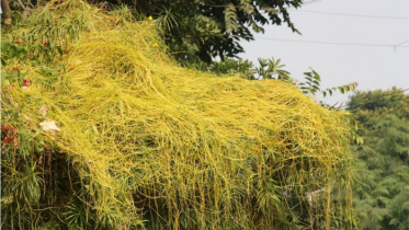 জটিল রোগ সারাবে যে ২১টি ঔষধি বৃক্ষ