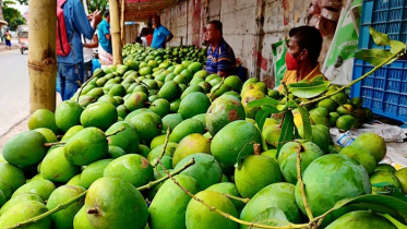 আমের ন্যায্য মূ্ল্য নির্ধারণের দাবিতে মানববন্ধন