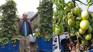 বাসার ছাদে একোয়াপনিক্স পদ্ধতিতে মাছের সঙ্গে সবজি চাষ