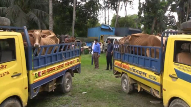 ব্রাহ্মণবাড়িয়ায় ভারতীয় গরুসহ ৬ চোরাকারবারী আটক 