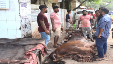 চামড়া দাম নেই, হতাশ ব্রাহ্মণবাড়িয়ার ব্যবসায়ীরা