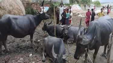 মেঘনা নদী সাঁতরে সরাইলে এলো ৫ মহিষ