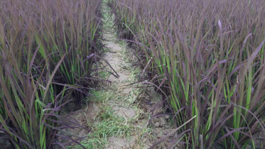 চুয়াডাঙ্গার মাঠে সোনালী ধানের বদলে বেগুনী রংয়ের ধান