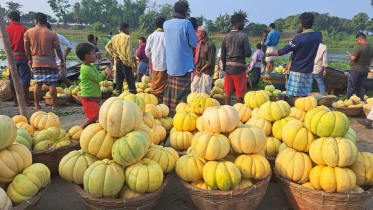 জমজমাট নবাবগঞ্জের বাঙ্গির বাজার