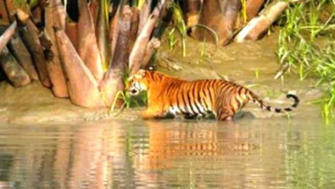 শরণখোলায় বাঘের চামড়াসহ চোরাকারবারী আটক