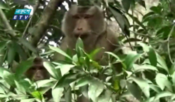 মৌলভীবাজারে বিপন্ন হচ্ছে প্রাণীকূল, বন হারাচ্ছে ভারসাম্য (ভিডিও)