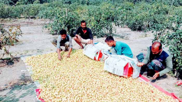 লাখ টাকার ফলন, জীবন বদলের স্বপ্ন দেখছেন শার্শার কুলচাষীরা