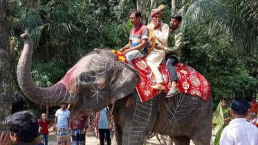 মিষ্টি বিক্রেতার শখ পূরণ, হাতিতে চড়ে বিয়ে