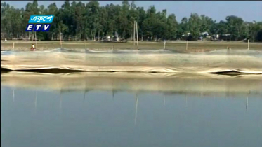 ‘বিলসুতি’ বিলে বাঁশের বেড়া দিয়ে মাছ চাষ (ভিডিও)