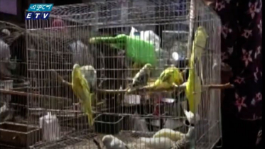 ব্রাহ্মণবাড়িয়ায় জমজমাট পাখির হাট (ভিডিও)