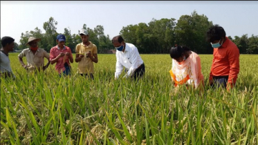 মৌলভীবাজারে ৩ হাজার হেক্টর অনাবাদি জমিতে আবাদ