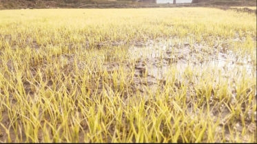 ঠাকুরগাঁওয়ের বোরো চাষীরা বীজতলা নিয়ে বিপাকে  