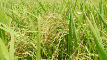 এ বছর বোরো উৎপাদন প্রায় ১০ লাখ মেট্রিক টন বাড়বে