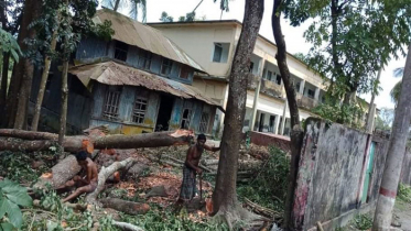 বাউফলে বিদ্যালয়ের গাছ কেটে বিক্রির অভিযোগ