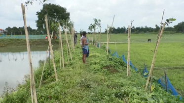 বিজয়নগরে ২০০ গাছ কেটে দিয়েছে দুর্বৃত্তরা