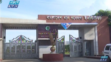 ৪ কোটি মেট্রিকটন চালের লক্ষ্য পূরণে কাজ করছে ব্রি (ভিডিও)