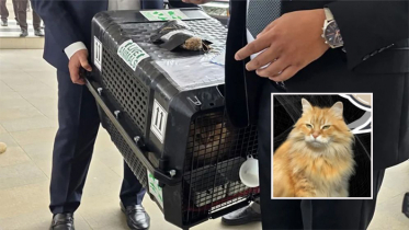 প্রিয় বিড়াল ‘জেবু’কে সঙ্গে আনলেন তারেক রহমান